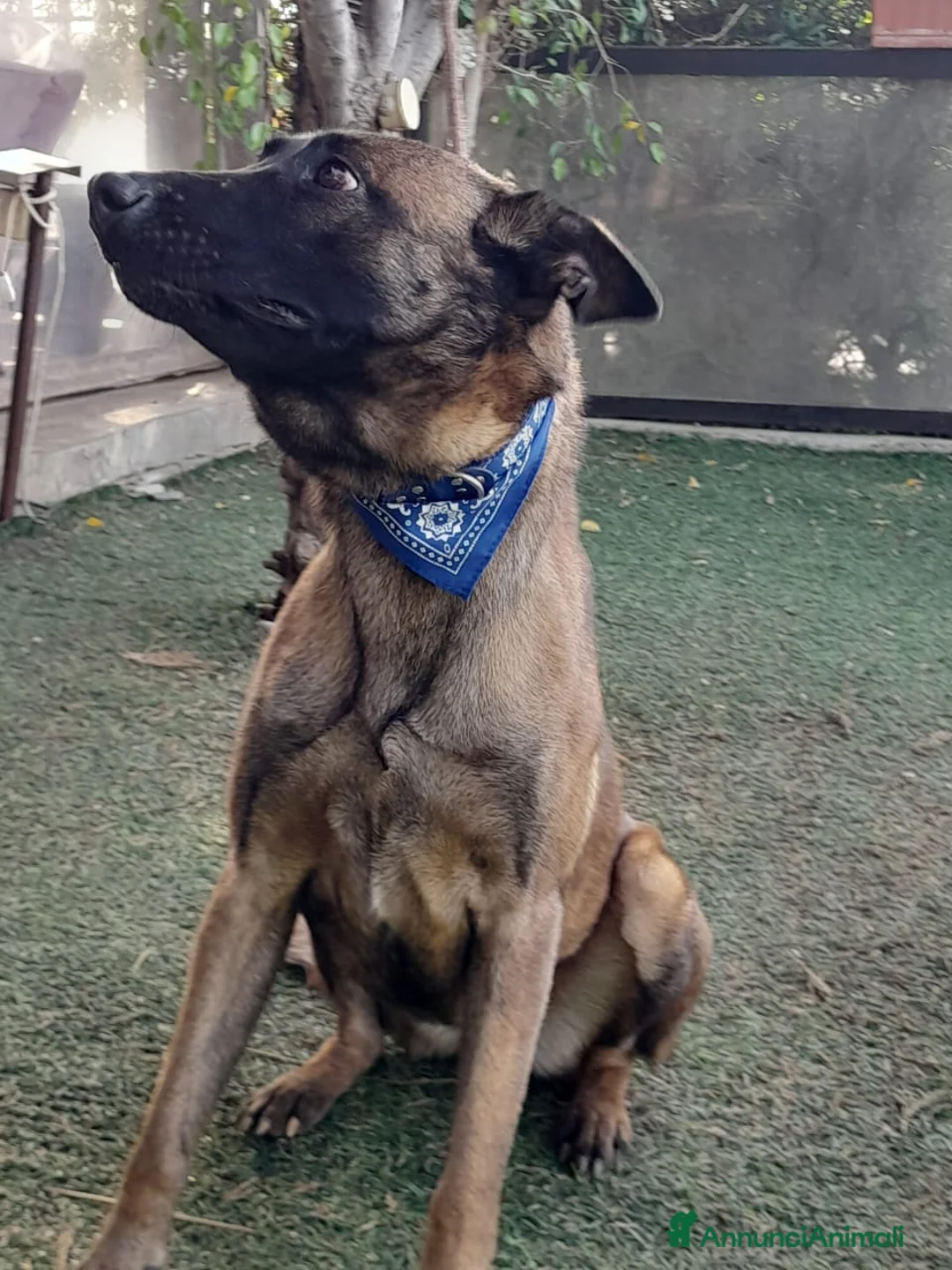 Meticcio cani in regalo: Akila, Malinois dolce e giocherellona - Annuncio 7