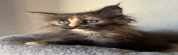 Maine Coon gatti in vendita: Femmine Maine Coon  - Annuncio 9
