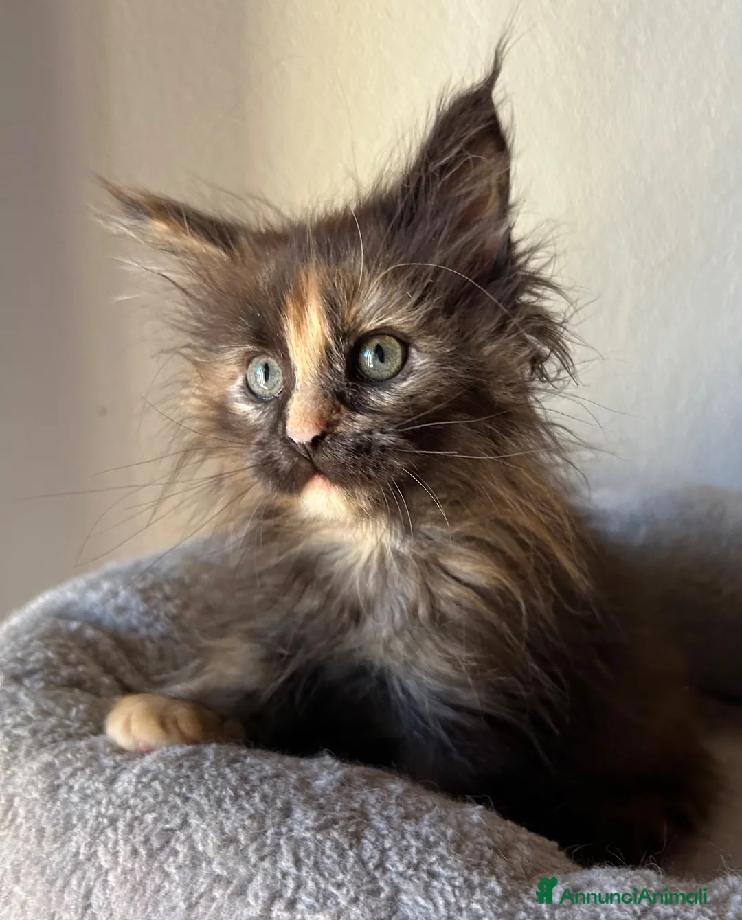 Maine Coon gatti in vendita: Femmine Maine Coon  - Annuncio 9