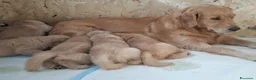 Golden Retriever cani in vendita: Cuccioli di golden retriever a Città metropolitana di Milano - Annuncio 1