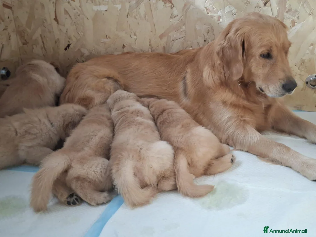 Golden Retriever cani in vendita: Cuccioli di golden retriever a Città metropolitana di Milano - Annuncio 1