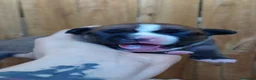 Staffordshire cani in vendita: Staffordshire bull terrier  a Provincia di Frosinone - Annuncio 8