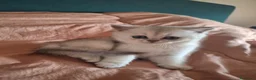 Scottish gatti in vendita: Gattini Scottish Straight  - Annuncio 9