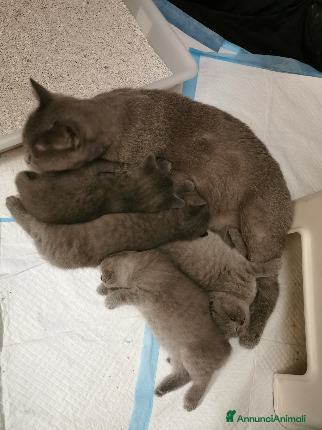 Scottish gatti in vendita: Gattini, cuccioli Scottish Straight, British  - Annuncio 11