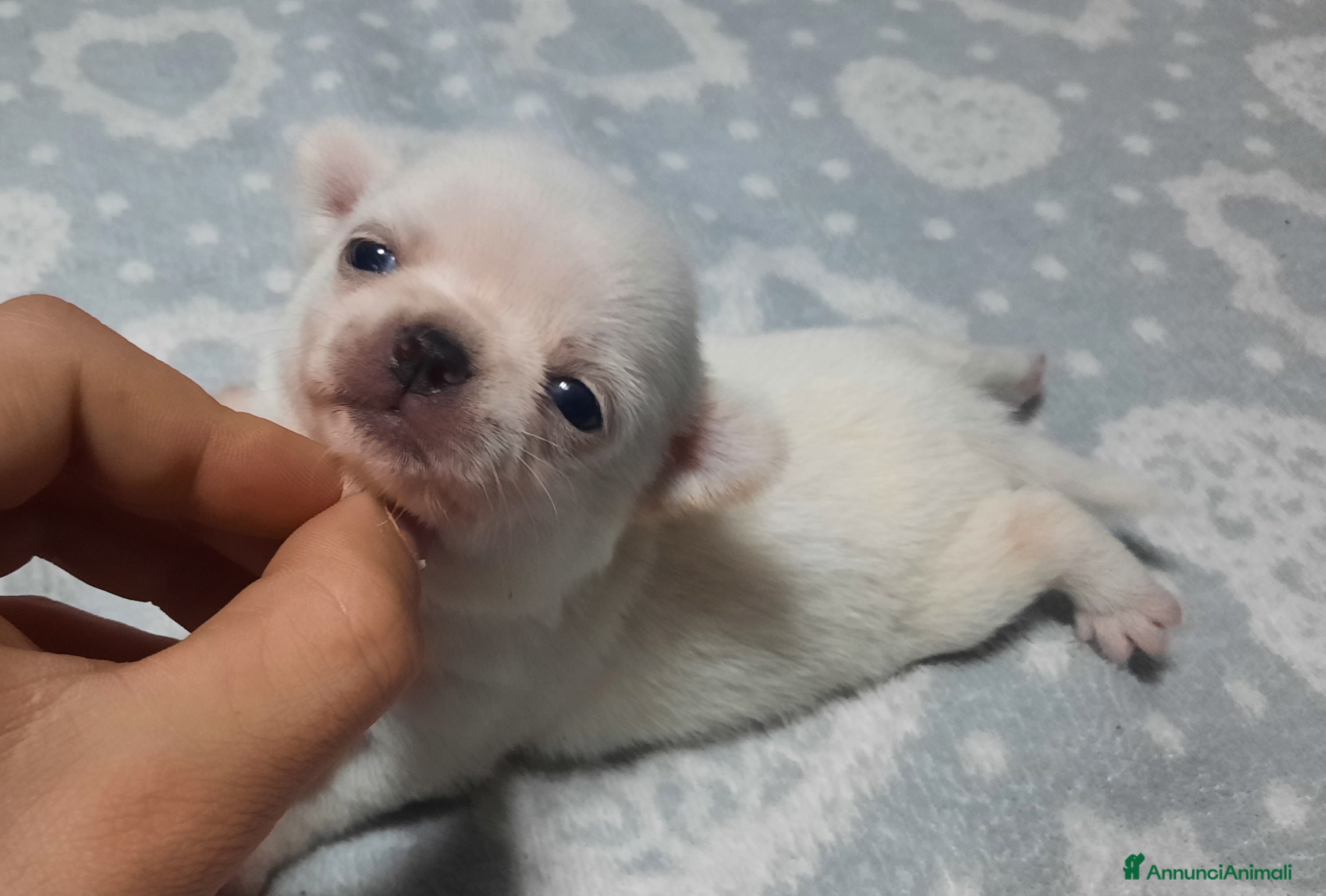 Chihuahua cani Stupendi chihuahua Pedigree Enci - Annuncio 1