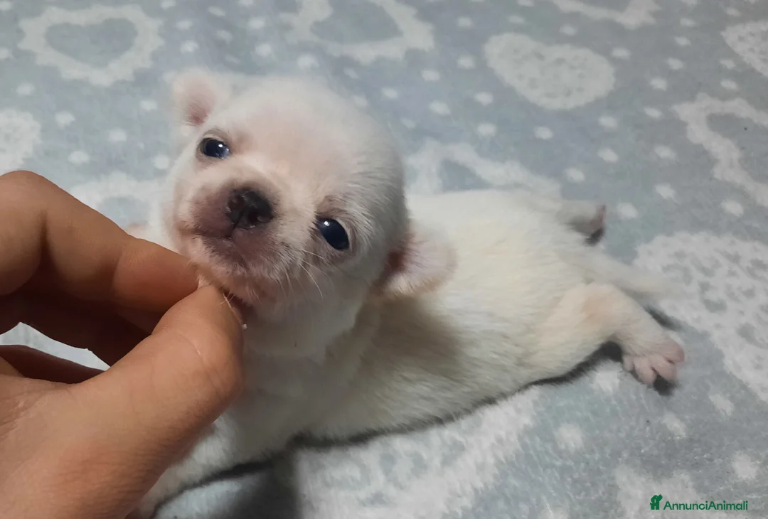 Chihuahua cani in vendita: Stupendi chihuahua Pedigree Enci - Annuncio 1