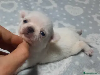 Chihuahua cani Stupendi chihuahua Pedigree Enci - Annuncio 4