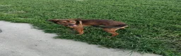 Meticcio cani in regalo: Jordan: cucciolotto taglia contenuta socievole  - Annuncio 8