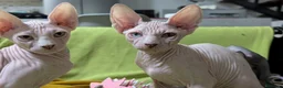 Sphynx gatti in vendita: 2 Gattini Canadian Sphynx con PEDIGREE - Annuncio 3