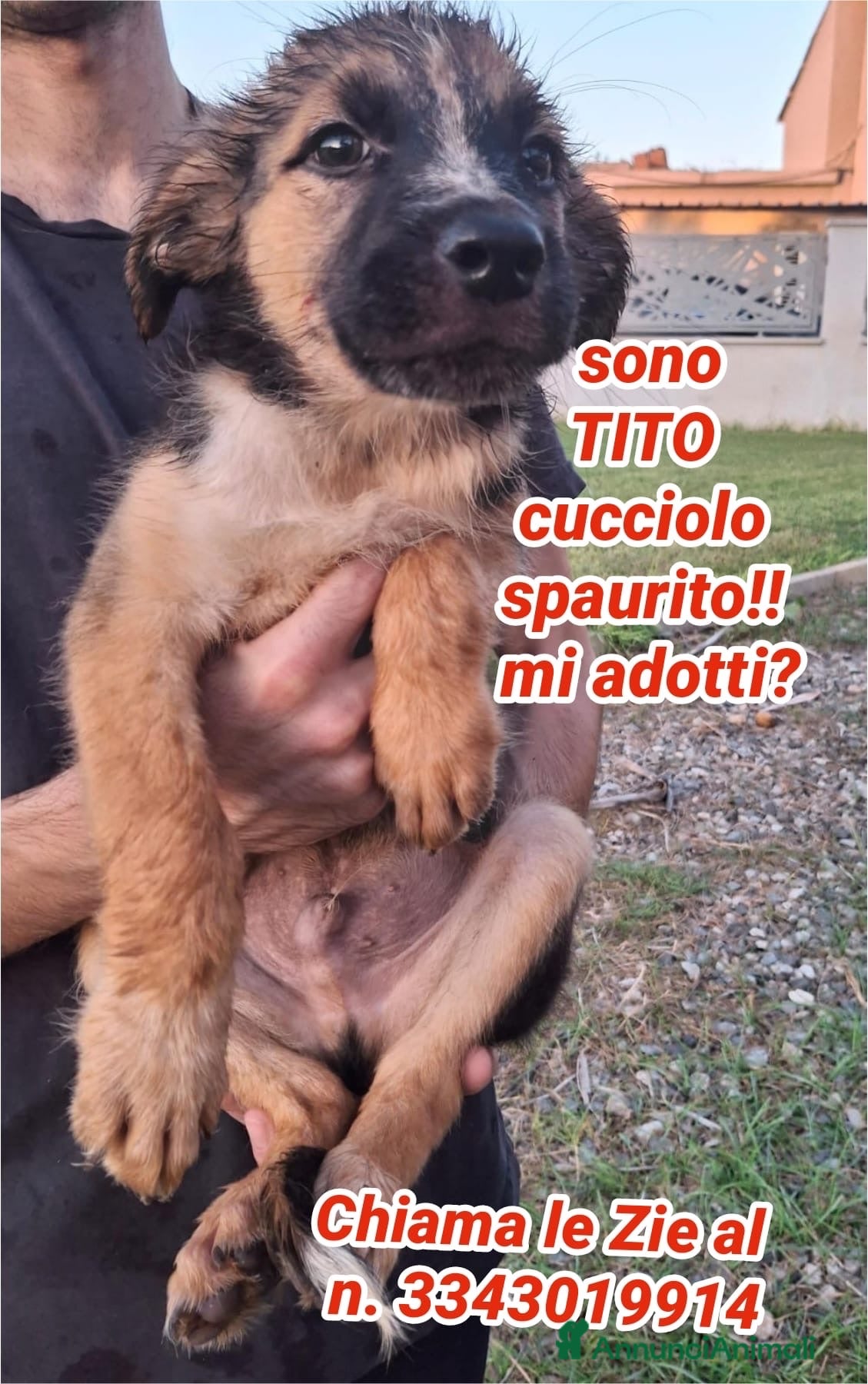 Meticcio cani TITO 💙 piccolo esploratore cerca casa - Annuncio 12