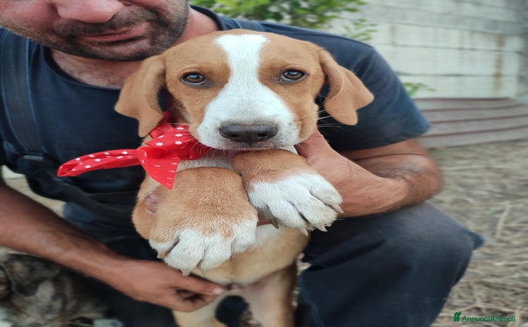 Meticcio cani a Provincia di Caserta - Annuncio 4