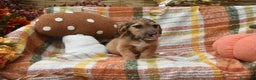 Meticcio cani in regalo: LUNA, dolcissima cucciola TG PICCOLA! Zampecorte - Annuncio 5