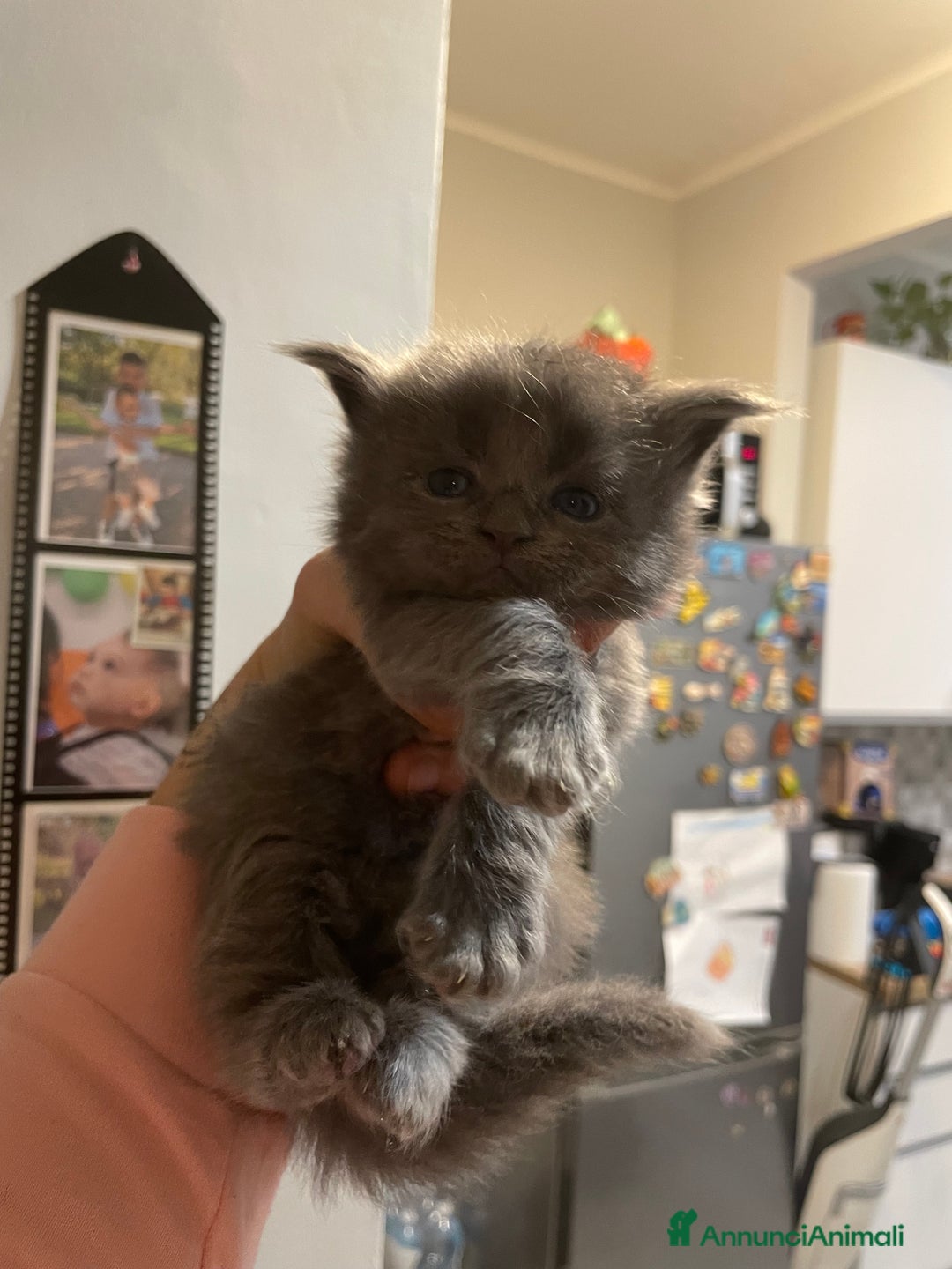 Maine Coon gatti in vendita: Mainecoon - Annuncio 27