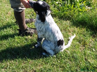 Setter Inglese cani in vendita - Annuncio 1