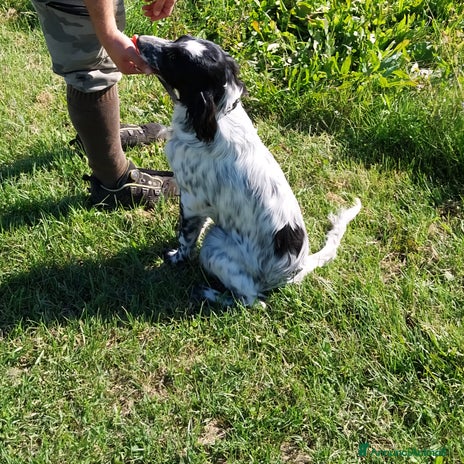 Setter Inglese cani - Annuncio 1