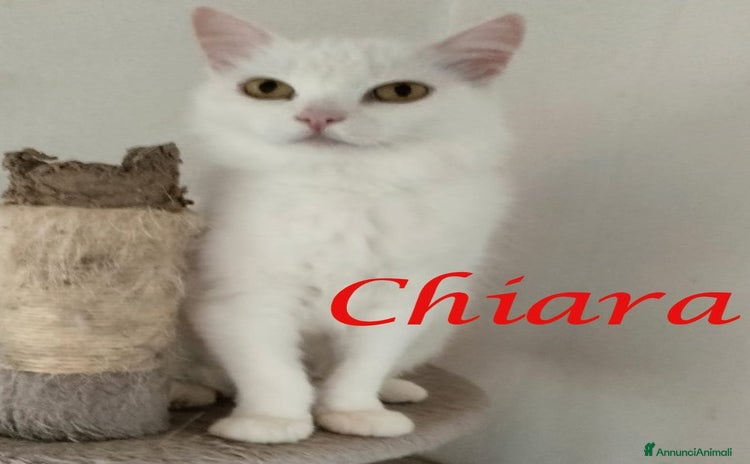 Europeo gatti - Annuncio 19