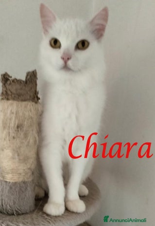 Europeo gatti - Annuncio 19