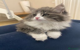 Siberiano gatti in vendita: Gattini siberiani a Provincia di Padova - Immagine 2