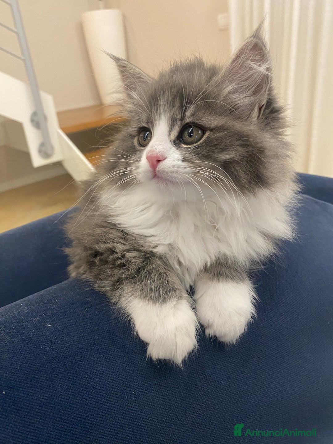 Siberiano gatti in vendita: Gattini siberiani a Provincia di Padova - Immagine 2