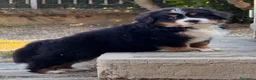 Bovaro del Bernese cani in vendita: Disponibili cuccioli femmine con pedigree - Annuncio 3