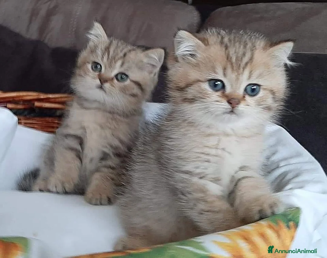 British gatti in vendita: British shorthair Golden Shaded  - Annuncio 1