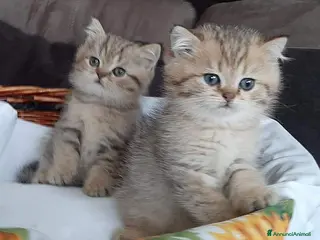 British gatti British shorthair Golden Shaded - Annuncio 4
