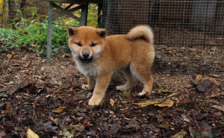 Shiba Inu cani - Annuncio 2