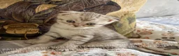Scottish gatti in vendita: Cuccioli Scottish Fold e Straight con Pedigree - Annuncio 33