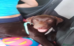 Labrador cani in vendita: Labrador retriever femmina a Città Metropolitana di Bologna - Immagine 2