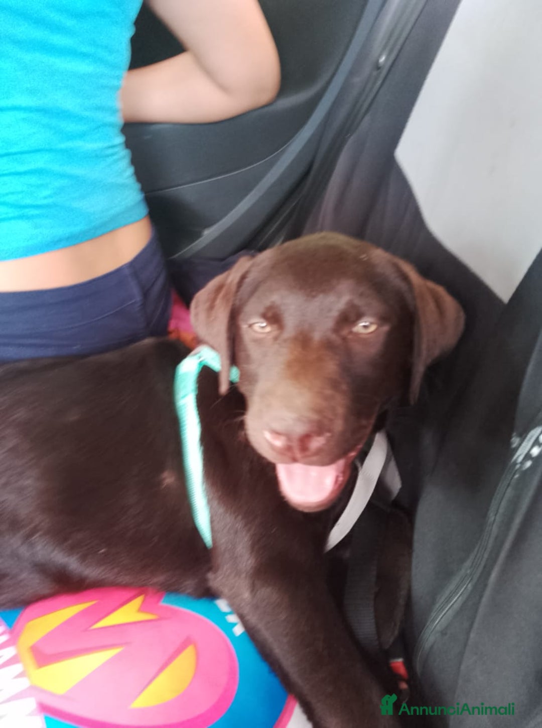Labrador cani in vendita: Labrador retriever femmina a Città Metropolitana di Bologna - Immagine 2