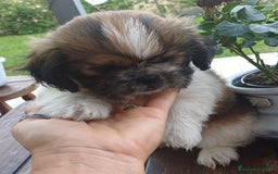 Shih Tzu cani in vendita: Cucciolo di shihtzu con pedegree - Immagine 4