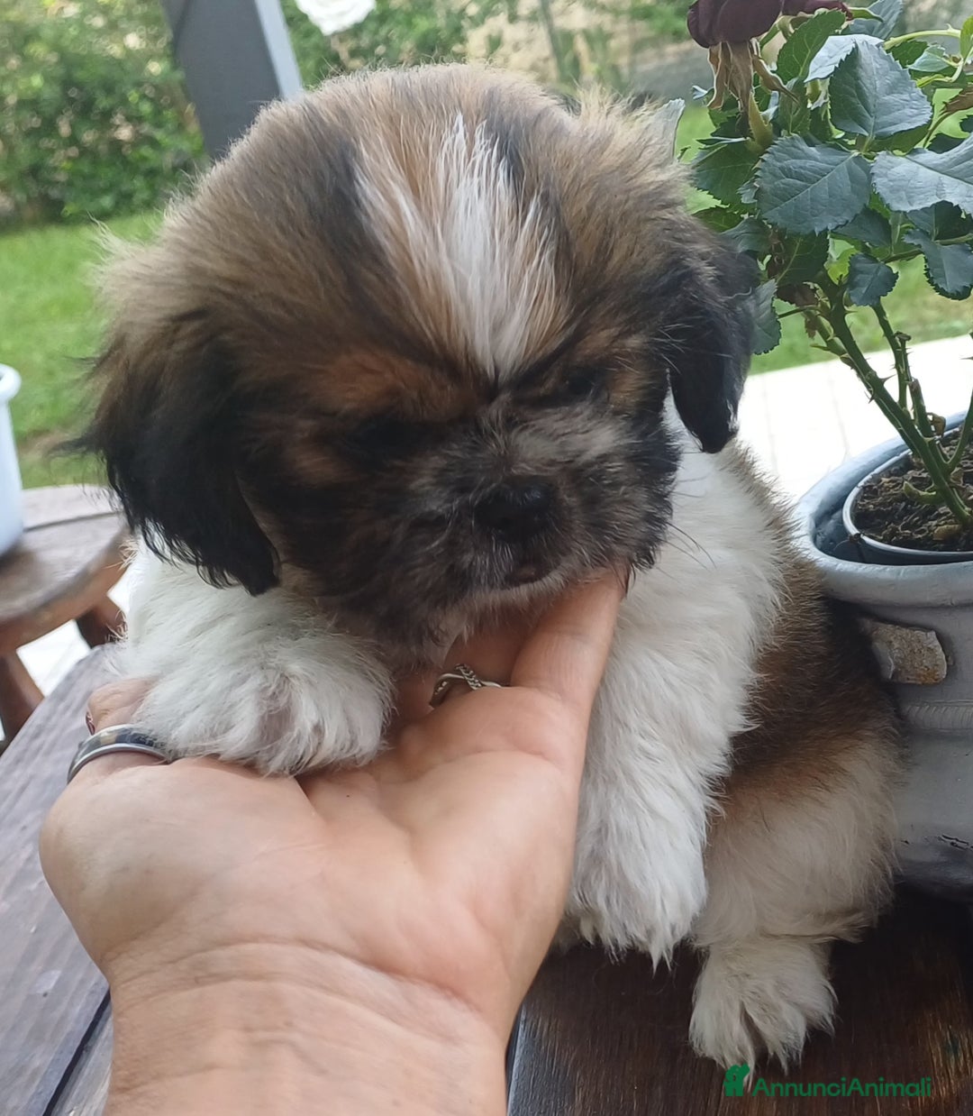 Shih Tzu cani in vendita: Cucciolo di shihtzu con pedegree - Immagine 4