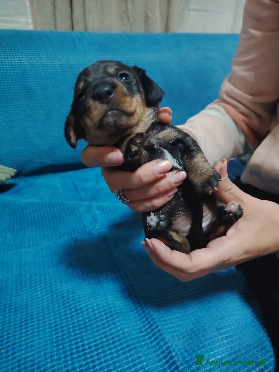 Bassotto cani in vendita: Bassotto pelo duro - Annuncio 15