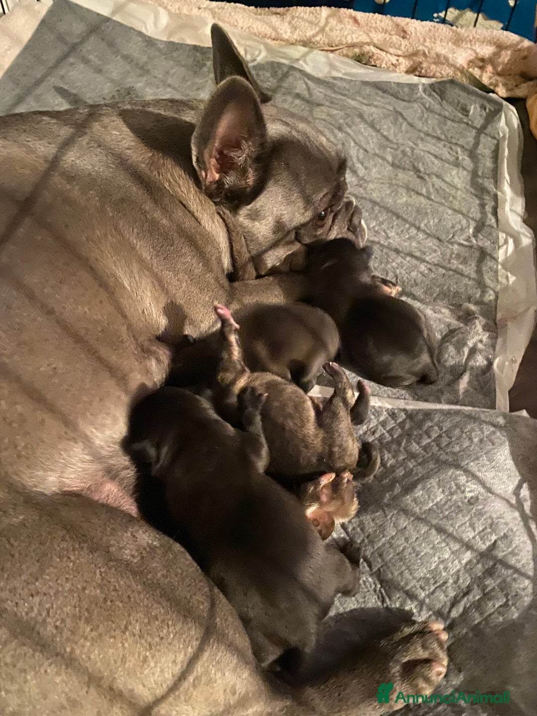 Meticcio cani in vendita: Cuccioli FRUG - Annuncio 5