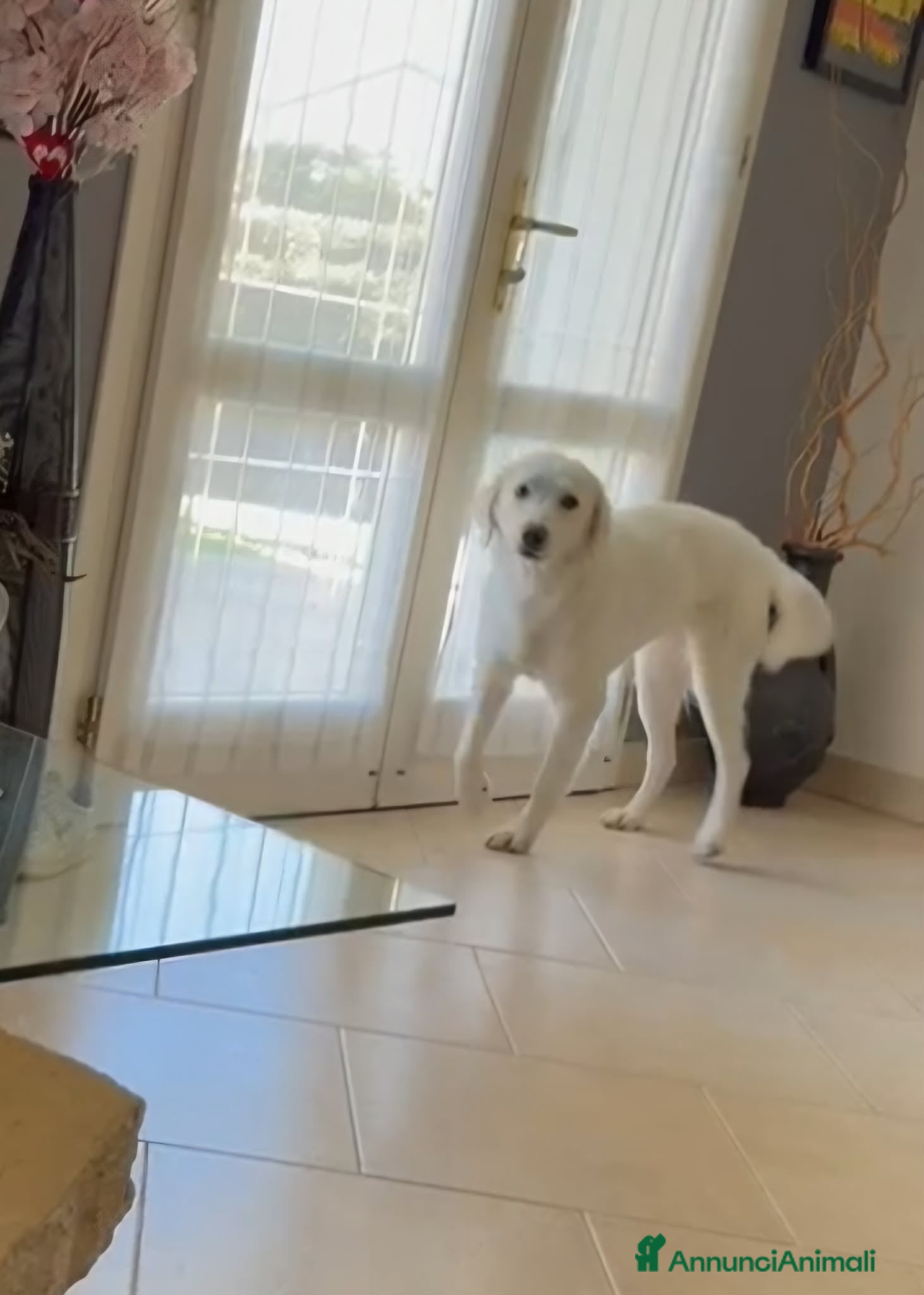 Meticcio cani Stupenda Ariel mix golden in adozione  - Annuncio 35