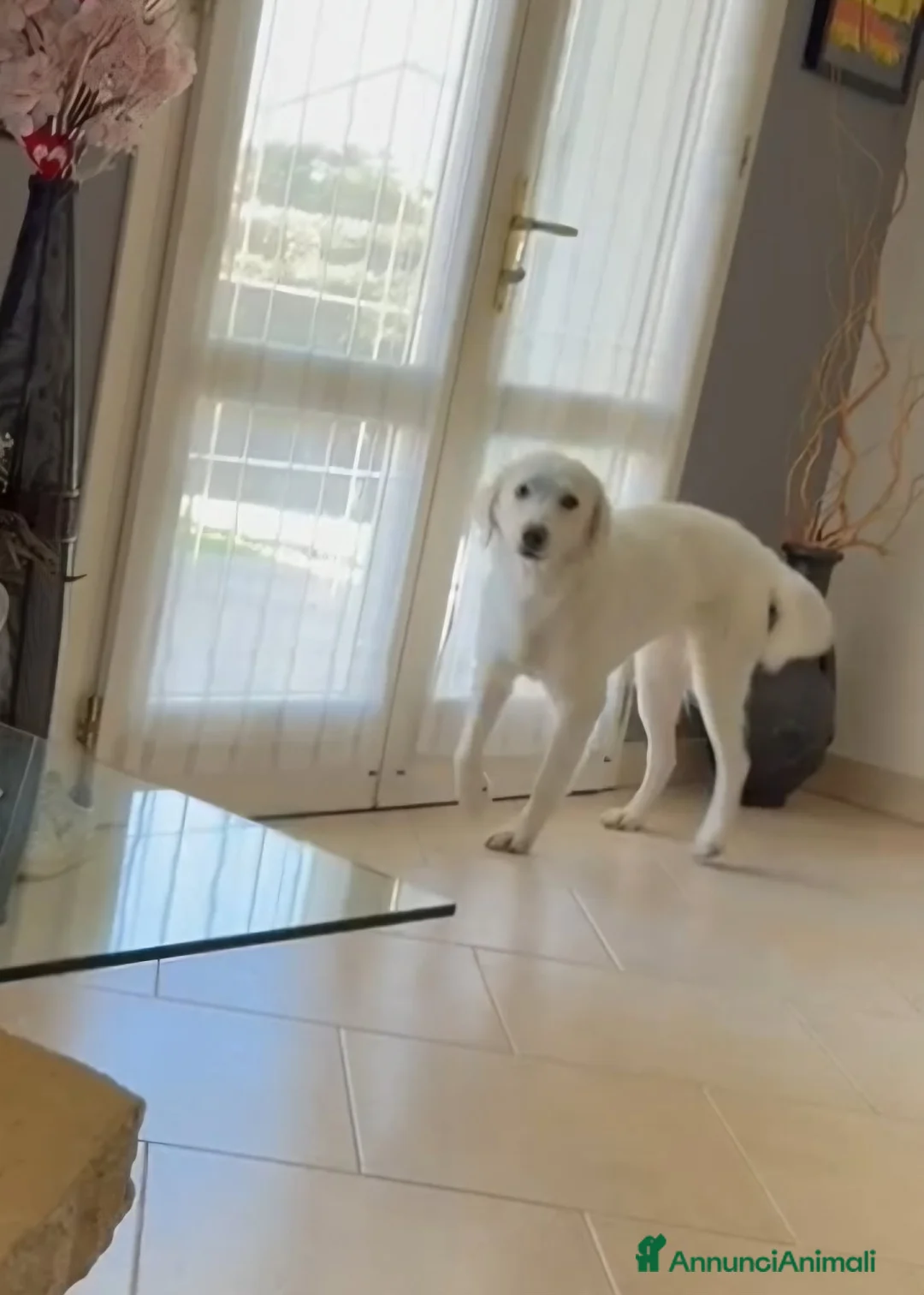 Meticcio cani in regalo: Stupenda Ariel mix golden in adozione  - Annuncio 1