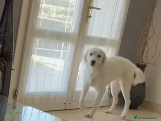 Meticcio cani Stupenda Ariel mix golden in adozione - Annuncio 35