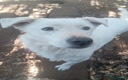 Labrador cani in regalo: HEIDE, candida e dolce creatura a Città metropolitana di Roma Capitale - Immagine 8