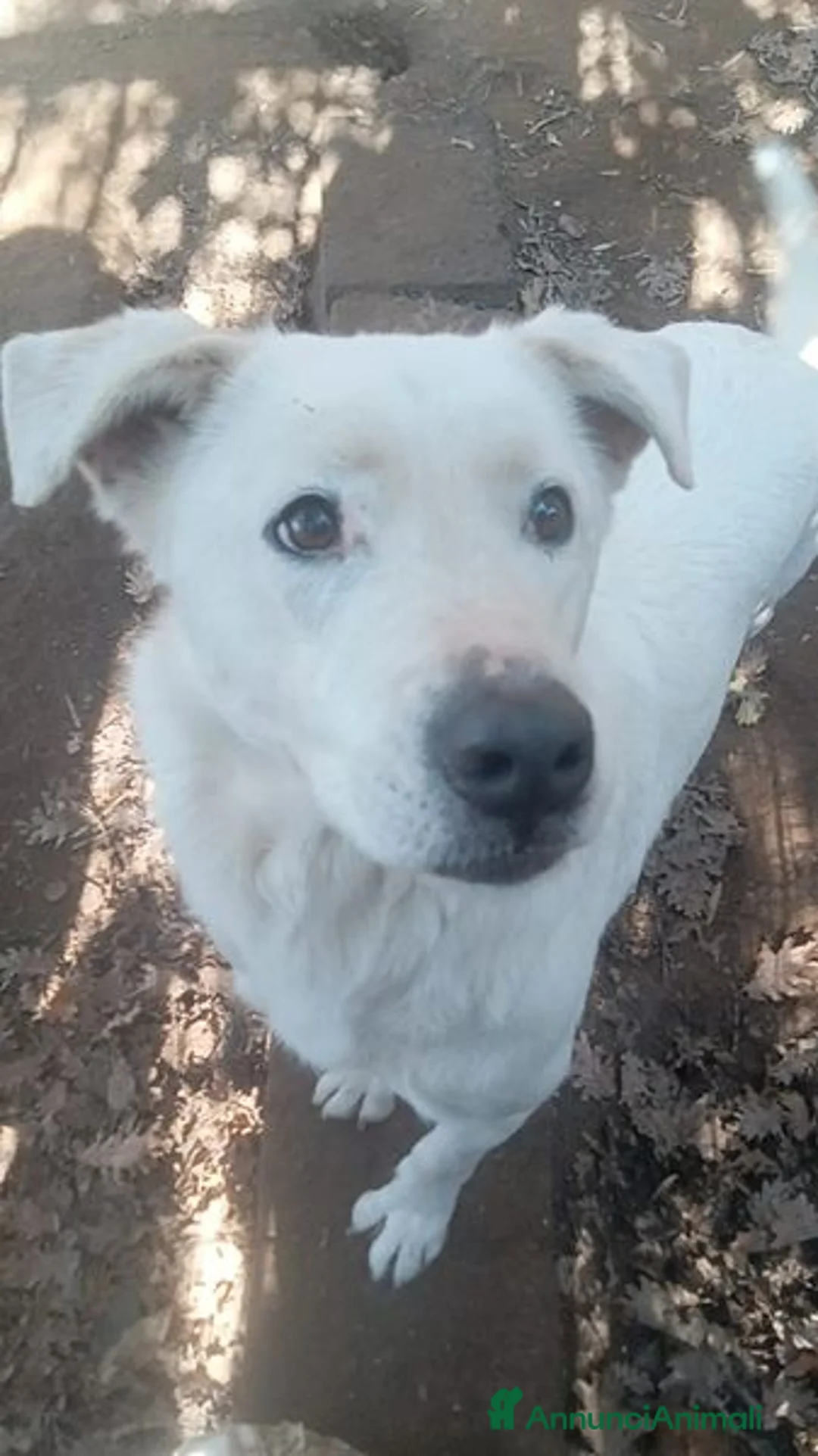 Labrador cani in regalo: HEIDE, candida e dolce creatura a Città metropolitana di Roma Capitale - Annuncio 8
