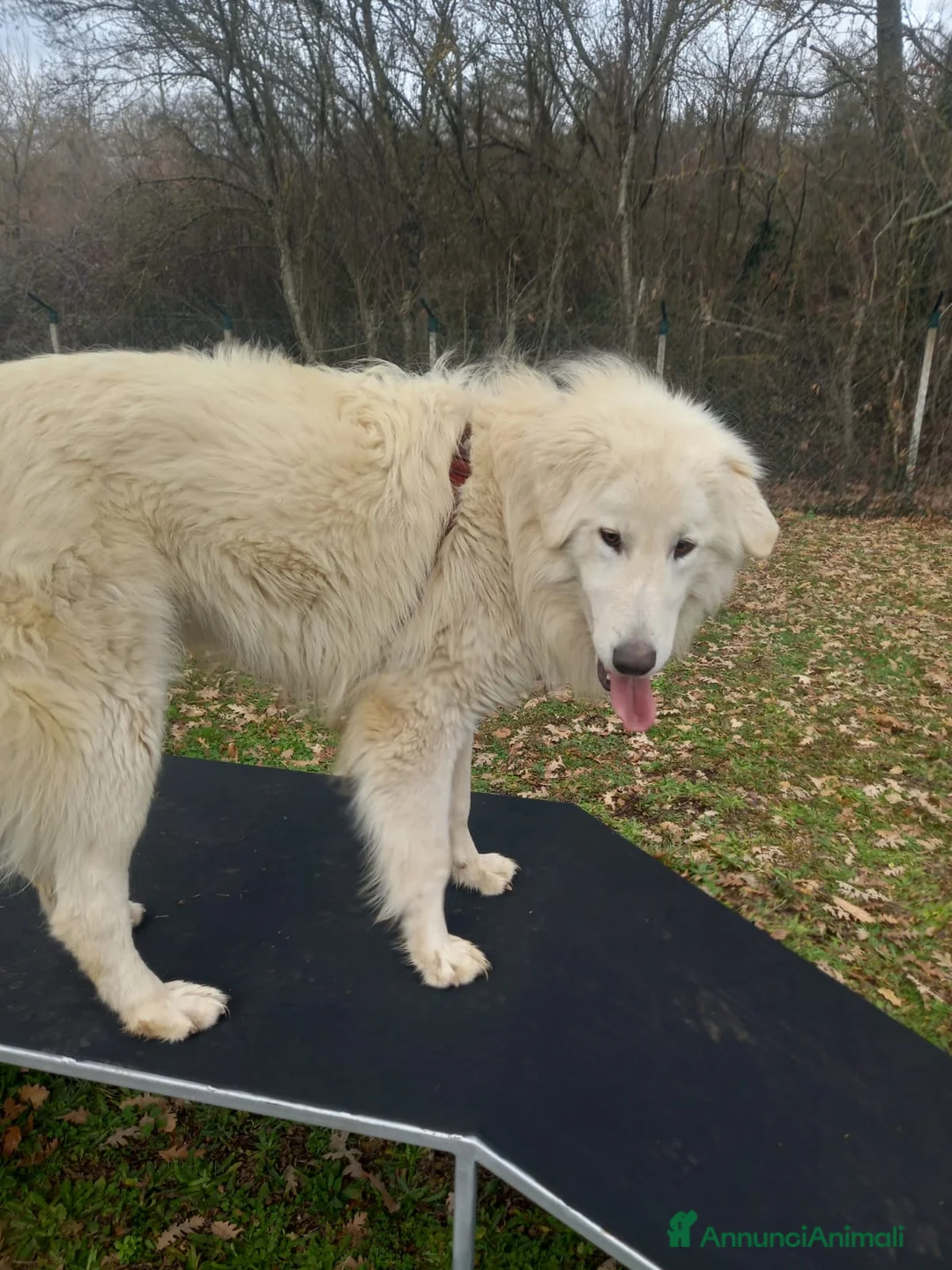 Pastore Maremmano cani in regalo: Cucciolo maremmano maschio - Annuncio 1