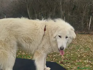 Pastore Maremmano cani Cucciolo maremmano maschio - Annuncio 6