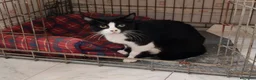 Meticcio gatti in regalo: Tutto nero e simpatico, maschietto 2 mesi  - Annuncio 7