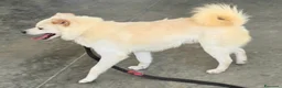 Meticcio cani in regalo: Leon 6 anni Taglia piccola  - Annuncio 3