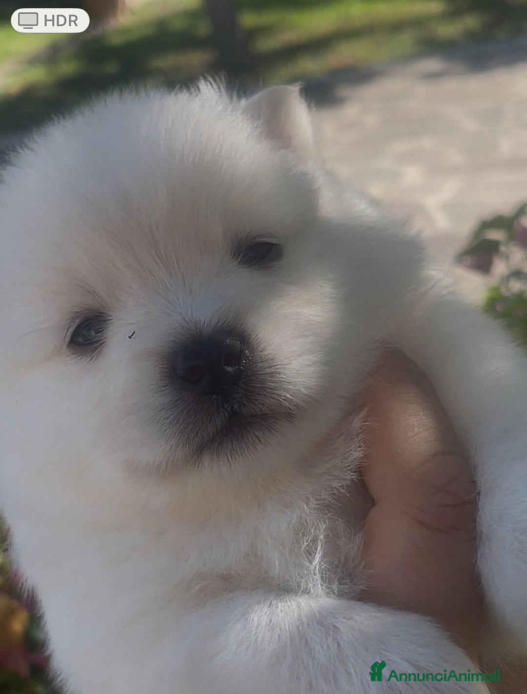 Spitz cani in vendita: Spitz tedesco nano /pomerania a Città metropolitana di Roma Capitale - Immagine 7