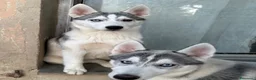 Husky cani in vendita: Siberian Husky, cuccioli alta genealogia  a Provincia di Ravenna - Annuncio 4
