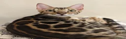 Bengala gatti in vendita: Cuccioli gattini bengale pronti - Annuncio 16