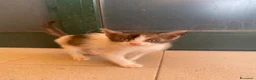 Meticcio gatti in regalo: Milly e Molly cercano casa! - Annuncio 2