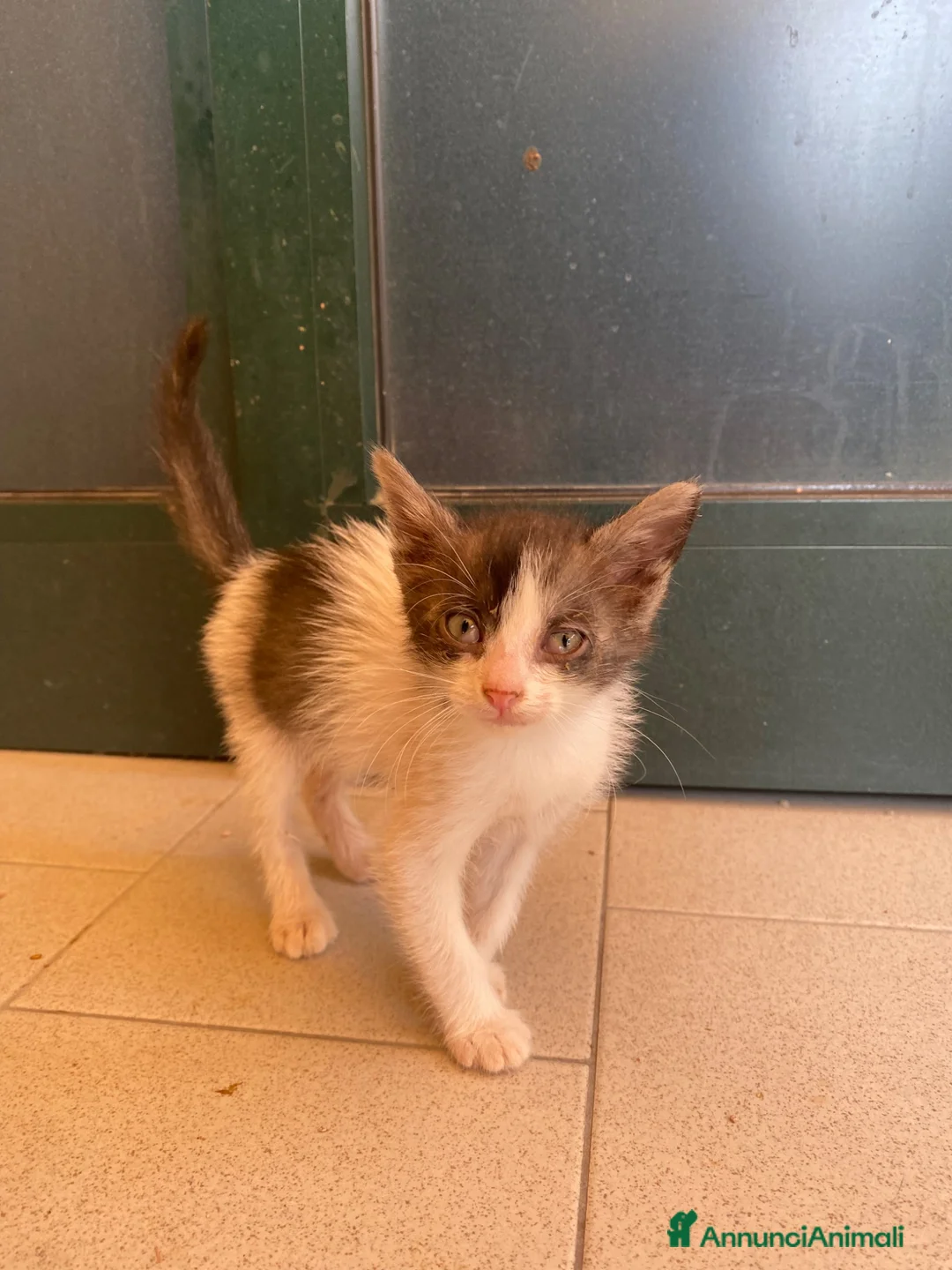 Meticcio gatti in regalo: Milly e Molly cercano casa! - Annuncio 2