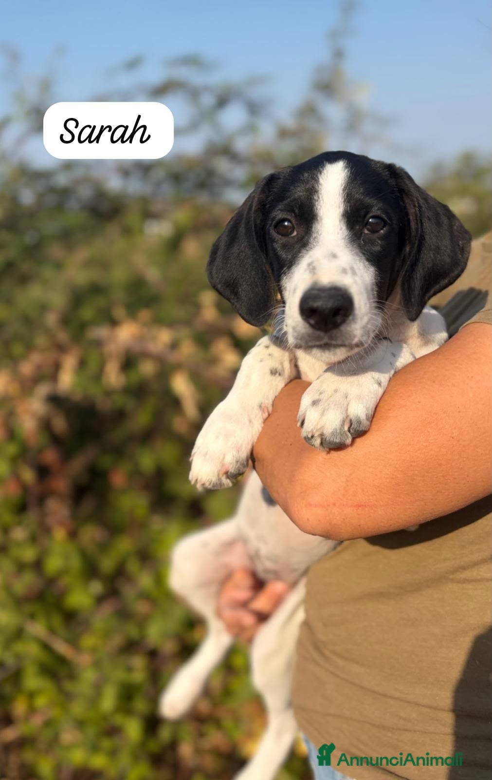 Meticcio cani Sarah - Annuncio 1