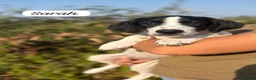 Meticcio cani in regalo: Sarah a Libero consorzio comunale di Siracusa - Annuncio 1